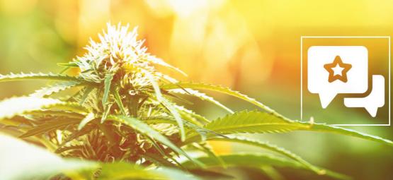 Biscotti: Recension och information om cannabissorten