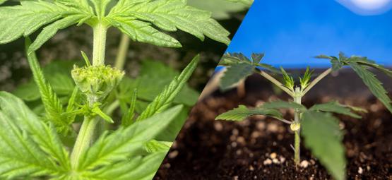 Beskärning av cannabis: Toppning vs fimning