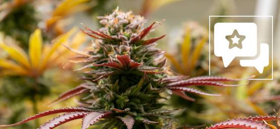 Black Orchid: Recension och information om cannabissorten