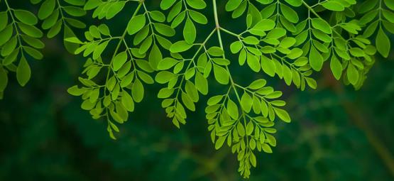 Moringa: Allt du behöver veta