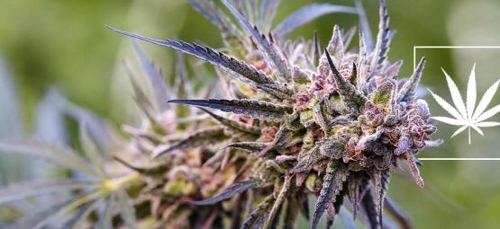Vad är en cannabissort?