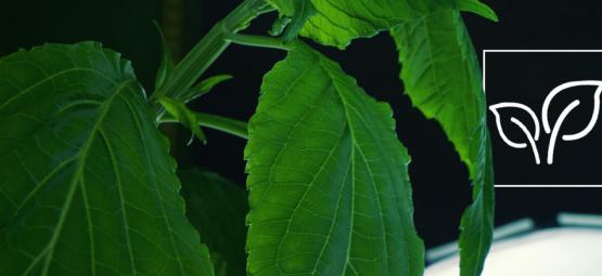 Så odlar du Salvia divinorum