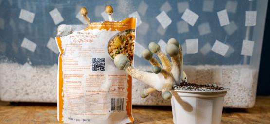 Uncle Ben’s Rice Tek: Budgetvänlig odling av magiska svampar