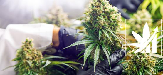 Vad är crop steering för cannabis?