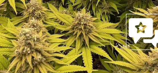 Sortrecension: Kosher Kush