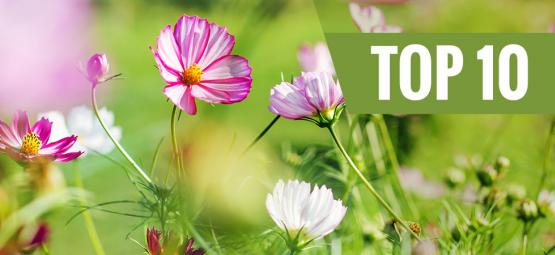 De 10 bästa blommorna att plantera på våren