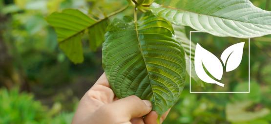 Allt du behöver veta om Kratom