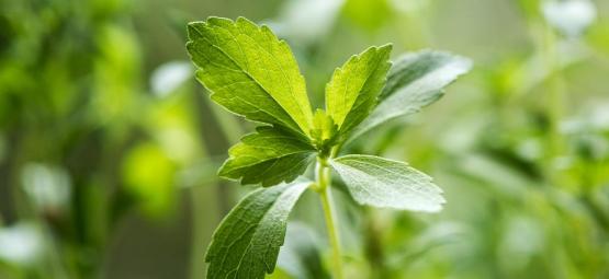 Allt du behöver veta om stevia