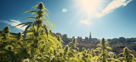 Ännu en seger för cannabis: Luxemburg legaliserar cannabis