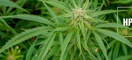 Förstå HpLV i cannabis: risker och försiktighetsåtgärder