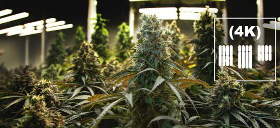 Vad är tetraploider och triploider inom cannabis?