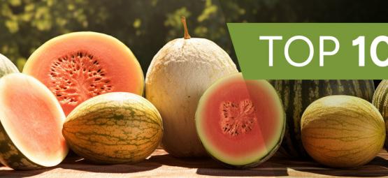 Topp 10 speciella melonsorter