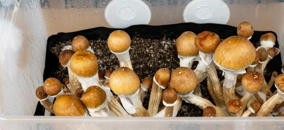 Så odlar du magiska svampar i en monotub