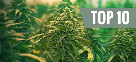 Topp 10 bästa feminiserade cannabissorter