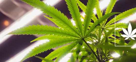 Är LEC-lampor bra för att odla cannabis?