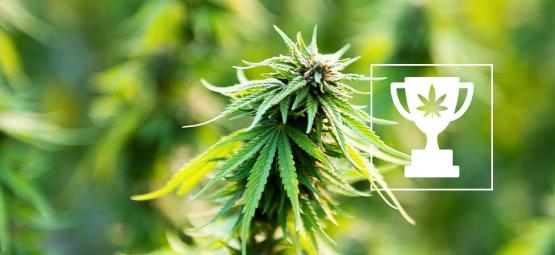 9 världsrekord inom cannabis