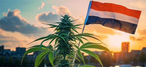 Ny era för nederländsk cannabis när laglig försäljning inleds