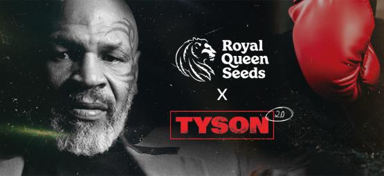 Royal Queen Seeds x Mike Tyson: Tidernas största drabbning?