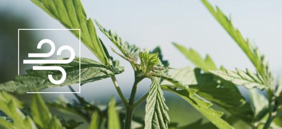 Så känner du igen och behandlar vindbränna på cannabis