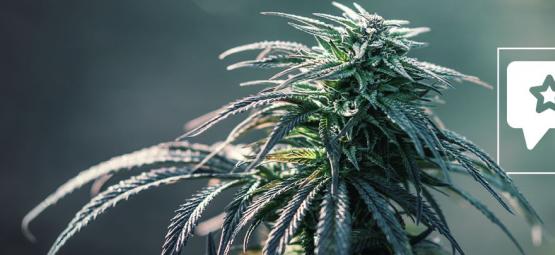 Northern Lights: Recension och information om cannabissorten