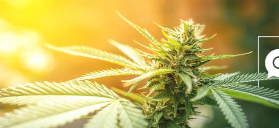 Zamnesia svarar på webben mest googlade frågor om cannabis