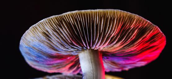 Allt om Psilocybe cubensis