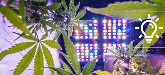 Spännande odlingsteknik för cannabis 2026