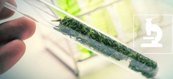 Vad är flavonoider, terpener och terpenoider?