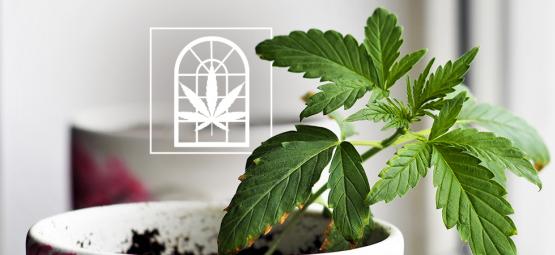 Odla cannabis på fönsterbrädan