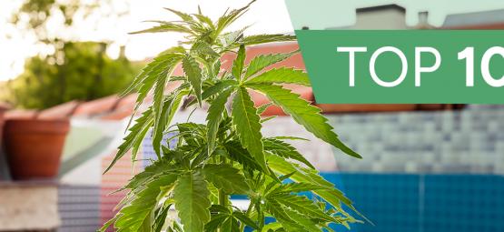 10 mest ovanliga platserna att odla cannabis