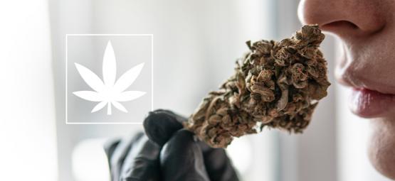 Det här behöver du veta om THCa