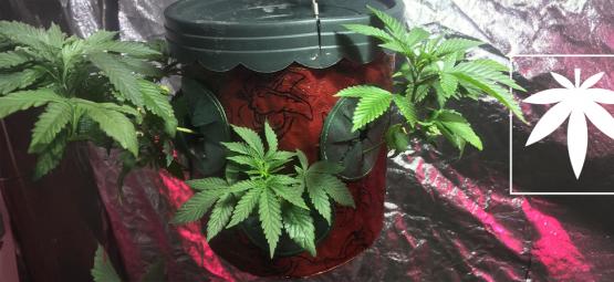 Odla cannabis upp och ner