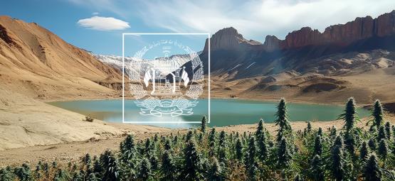 Afghansk landras-cannabis förr, nu och i framtiden