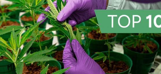 10 innovativa cannabisbolag du behöver kolla in 2026