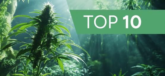 10 myter och skrönor om att odla cannabis