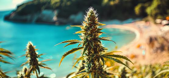 Odla cannabis vid kusten