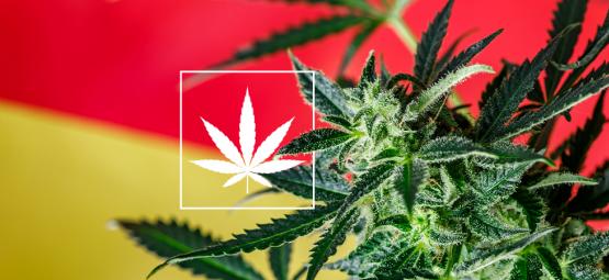 En titt på den nya tyska scenen för cannabis social clubs