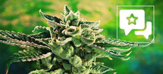 Blue Cheese: Recension och information om cannabissorten