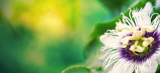 Passionsblomma – den stora förstärkaren