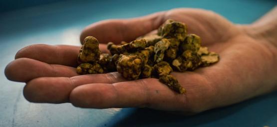 Utforska Psilocybe tampanensis: originalet bland magiska tryfflar