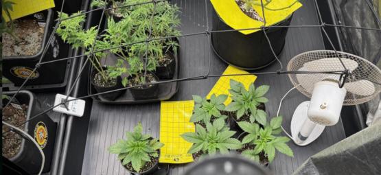 Komplett guide till odlingstält för cannabis