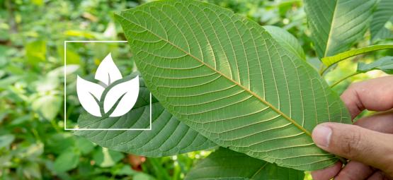 Historien om kratombruk