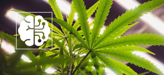 Hur AI och automatisering revolutionerar cannabisindustrin