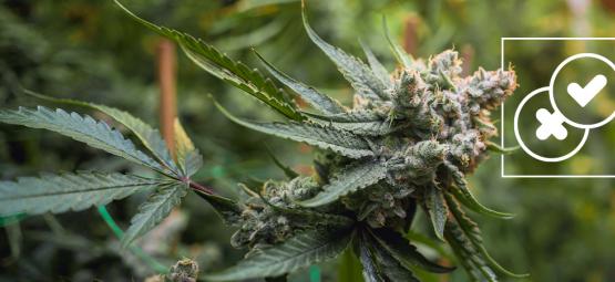 Cannabis och urbana legender: Vi slår hål på de galnaste cannabismyterna