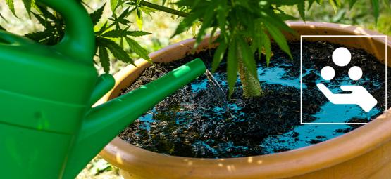 Förklaring av tillsatser för cannabis: Vad de gör och varför du behöver dem