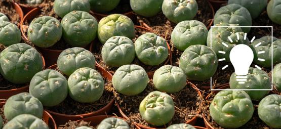 Peyote: Allt du behöver veta innan du överväger att använda det