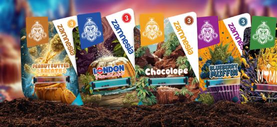 Sortpresentation: Sugar Valley