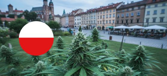 Bästa cannabissorter att odla utomhus i Polen