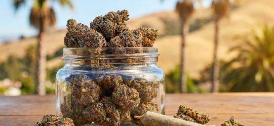 Topp 10 bästa Cali-cannabissorter