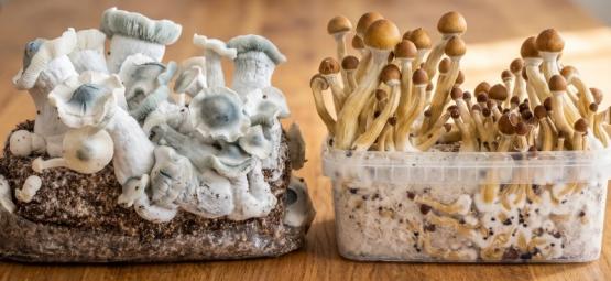 Magic Mushroom Growkit vs. Ready-2-Grow-påsar